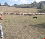 Cane al lavoro.jpg Cane al lavoro.jpg